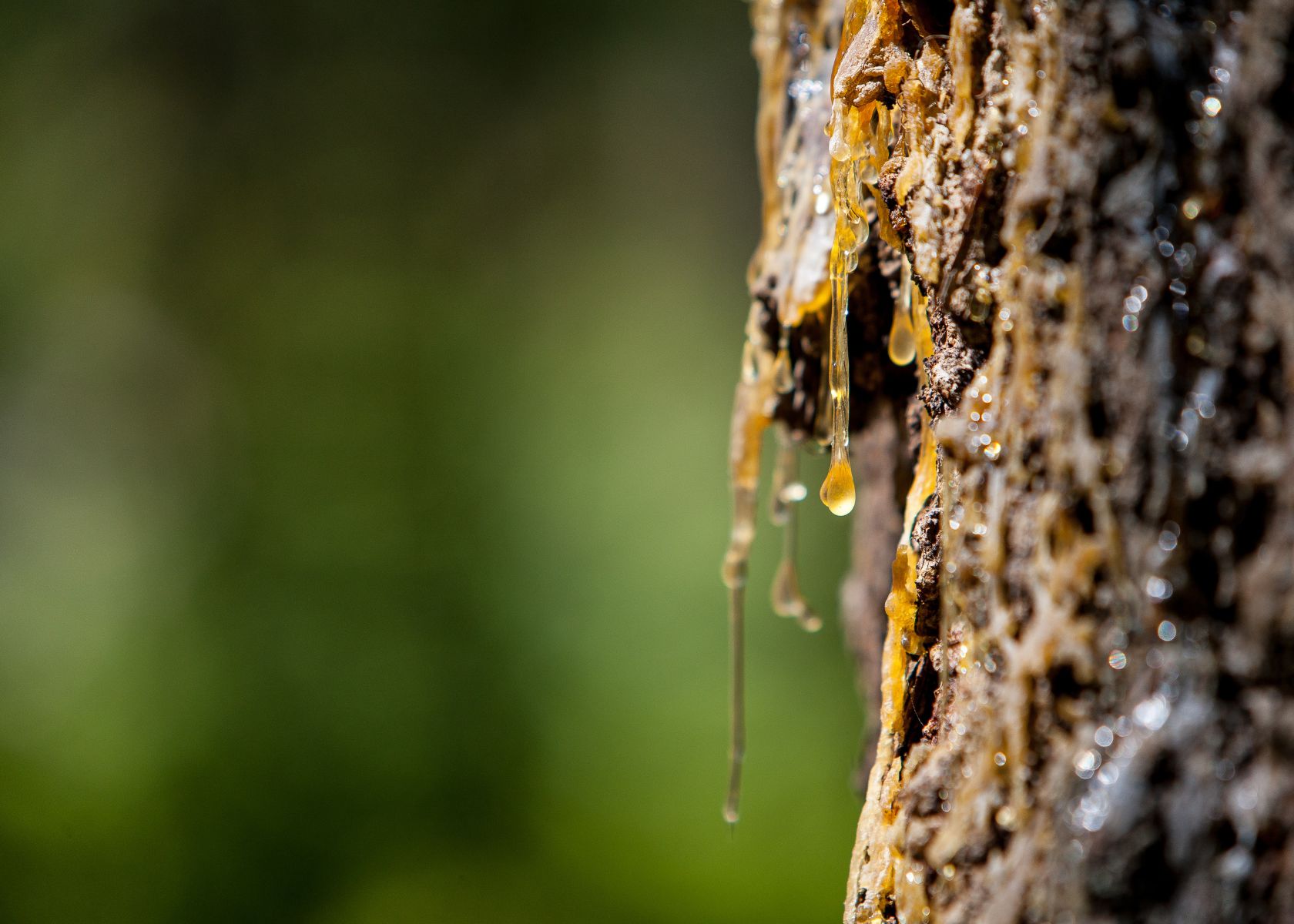 How to get tree sap off skin and hair